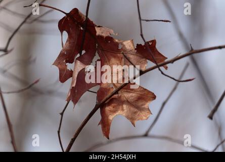 a dried, withered red oak leaf that has fallen from the tree hangs stuck in twig branches, suspended in the air in winter Stock Photo