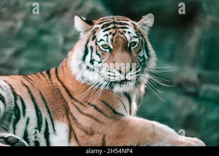 A fine tiger lay down on the table in the zoo. Stock Photo