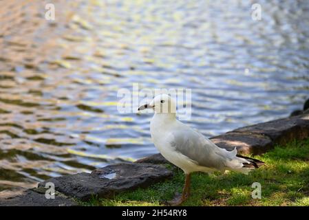 A seagull, or silver gull, standing in a shaded grassy area beside a lake Stock Photo