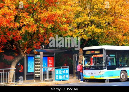 Beijing, Beijing, China. 4th Nov, 2021. On November 3, 2021, Beijing, at the Shenwumen bus station on the north side of the Forbidden City Palace Museum and the west side of the south gate of Jingshan Park, dozens of tall maple trees stand along the rows of colorful leaves like oil paintings. The bus station seems to be surrounded by the ''color palette'' of nature, making it the ''most beautiful'' bus station in Beijing in late autumn. (Credit Image: © SIPA Asia via ZUMA Press Wire) Stock Photo