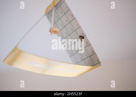 Indian meal moth or Flour moths in a sticky pheromone trap. Pest