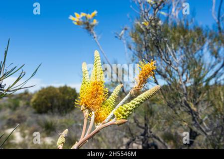 Flame Grevillae (Grevillea excelsior) growing along the Corrigin Wildflower Drive, Wheatbelt Region, Western Australia, WA, Australia Stock Photo