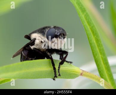 Mouse Bot Fly Insect Adult female mouse botfly, Cuterebra fontinella, resting on leaves ...