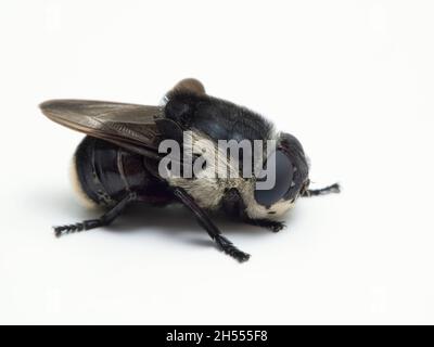 https://l450v.alamy.com/450v/2h555f8/side-view-of-an-adult-female-mouse-botfly-cuterebra-fontinella-isolated-on-white-the-larvae-of-these-flies-parasitize-mice-2h555f8.jpg