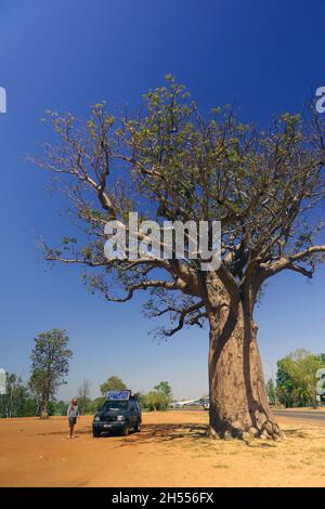 Huge boab tree (Adansonia gregorii) at entrance to town of Kununurra, Kimberley region, Western Australia. No MR or PR Huge boab tree (Adansonia gregorii) at entrance to town of Kununurra, Kimberley region, Western Australia. No MR or PR