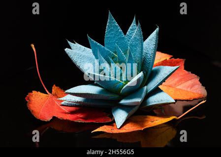 Turquoise Haworthia Succulent Plant with red fall leaves Stock Photo