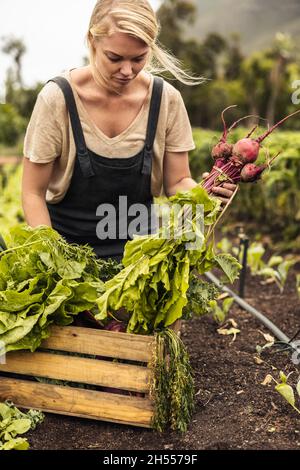 Organic farmer arranging fresh vegetables into a crate on her farm. Young female farmer gathering fresh radish in her vegetable garden. Self-sustainab Stock Photo