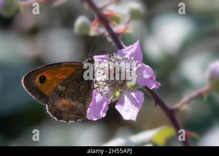 Underwing view of Gatekeeper  Butterfly (Pyronia tithonus) on Bramble flowers (Rubus fruticosus) Stock Photo