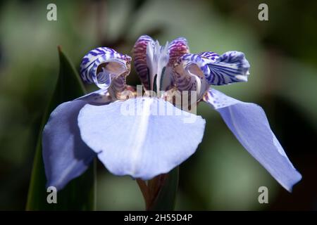 Sydney Australia, Blue flower with striped centre of a 'Blue Magic' Dutch Iris Stock Photo