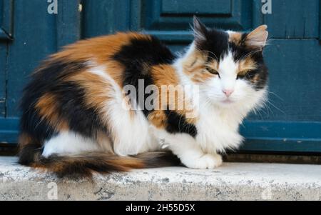 tortoiseshell cat lying in front of a door in old town of Dubrovnik (Dalmatia, Croatia) Stock Photo