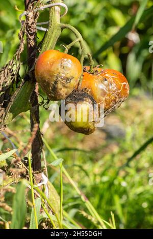 A Vegetables, tomato plant problems and disease, cause of too much rain, scalded sun, blurred background. outdoor cultivation, vertical image. copy sp Stock Photo