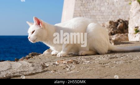 White cat on rocks adriatic sea in front of citywalls of old town of Dubrovnik (Dalmatia, Croatia) Stock Photo