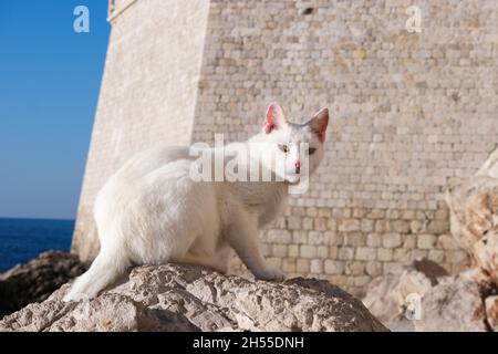 White cat on rocks in front of citywalls of old town of Dubrovnik (Dalmatia, Croatia) Stock Photo