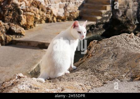 White cat on rocks in front of old town of Dubrovnik (Dalmatia, Croatia) Stock Photo