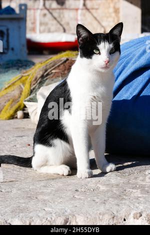 Black and white cat in harbour of old town of Dubrovnik (Dalmatia, Croatia) Stock Photo