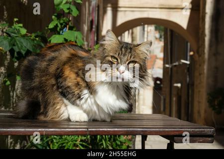 Longhaired cat lying on a table in old town of Dubrovnik (Dalmatia, Croatia) Stock Photo