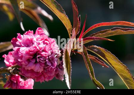 Sydney Australia, the bright pink flower of a double crimson prunus amygdalus or flowering almond Stock Photo
