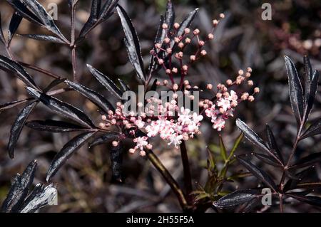 Elderberry buds Black and White Stock Photos & Images - Alamy