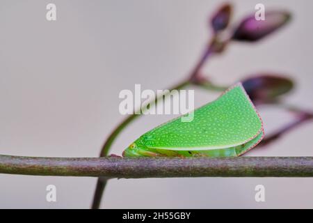 One Green Planthopper Stock Photo