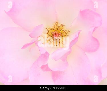 stamens of pink rose flower - macro Stock Photo - Alamy