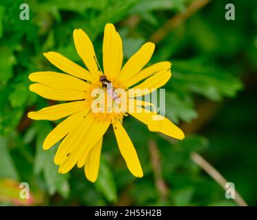 Australian Hoverfly On Daisy Stock Photo