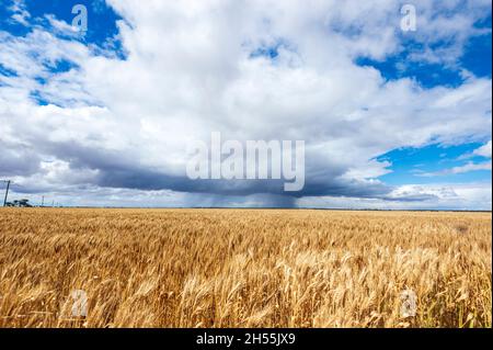 Rain falling over a wheat crop, Wheatbelt Region, Western Australia, WA, Australia Stock Photo