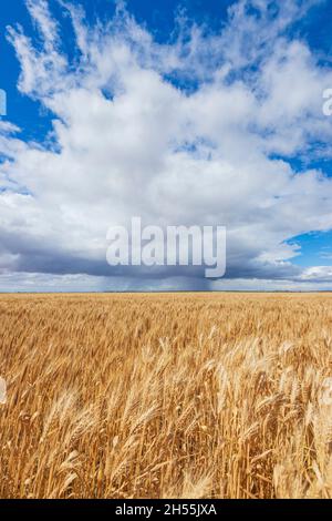 Rain falling over a wheat crop, Wheatbelt Region, Western Australia, WA, Australia Stock Photo