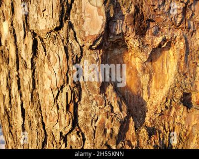 Heart Shape Carved on a Tree Cut Stock Photo