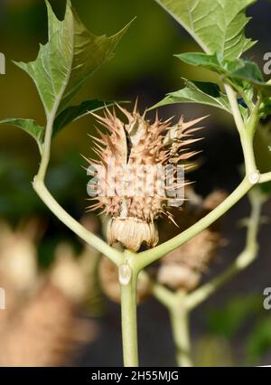 Stechapfel, Datura Stramonium ist eine Heilpflanze die auch in der Medizin eingesetzt wird. Thorn apple, Datura Stramonium is a medicinal plant that i Stock Photo