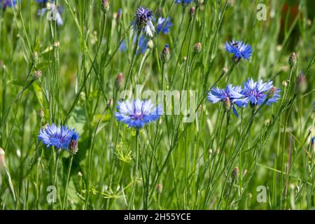 Cornflowers and green grass in sunset light in summer meadow, selective focus. Atmospheric beautiful moment. Wildflowers centaurea close up in warm li Stock Photo