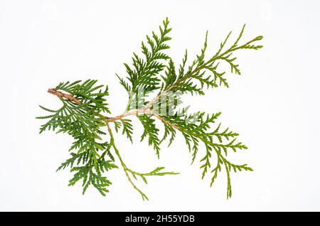 Thuja occidentalis green branch isolated on white background. Studio Photo. Stock Photo