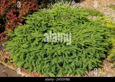a miniature dwarf fir tree in the coniferous garden. Picea abies little Gem with pale green spring vegetation. flower wallpape Stock Photo