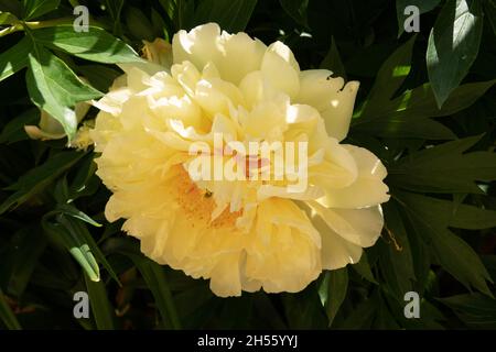 Yellow peony flower in garden. Bartzella Itoh Peony bloom in Park. Large, luminous, golden yellow double bloom. Mother s Day card with yellow rose in Stock Photo