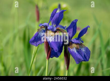 Iris. Perennial rhizomatous plant of the Iris family Iridaceae . Beautiful floral abstract background of nature. Useful. Luxurious yellow flower Stock Photo