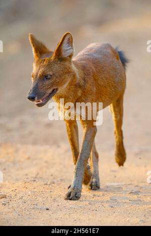 An adult Dhole or Indian wild dog (Cuon alpinus) at Tadoba Andhari tiger reserve, Maharashtra, India Stock Photo