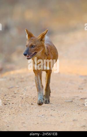 An adult Dhole or Indian wild dog (Cuon alpinus) at Tadoba Andhari tiger reserve, Maharashtra, India Stock Photo