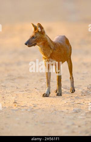 An adult Dhole or Indian wild dog (Cuon alpinus) at Tadoba Andhari tiger reserve, Maharashtra, India Stock Photo