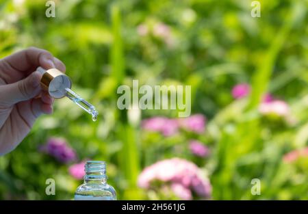 Essential oil dropping from leaf to the bottle. Essence liquid cosmetic. Perfume.Aromatherapy. Isolated on white. Stock Photo
