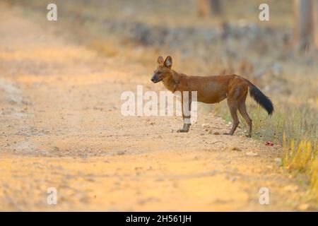 An adult Dhole or Indian wild dog (Cuon alpinus) at Tadoba Andhari tiger reserve, Maharashtra, India Stock Photo