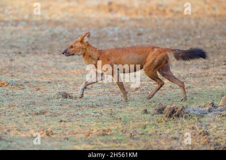 An adult Dhole or Indian wild dog (Cuon alpinus) at Tadoba Andhari tiger reserve, Maharashtra, India Stock Photo