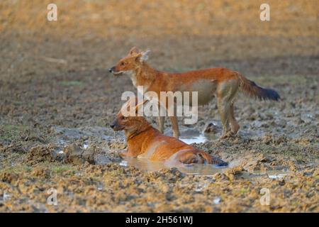 A pair of adult Dholes or Indian wild dogs (Cuon alpinus) at Tadoba Andhari tiger reserve, Maharashtra, India Stock Photo