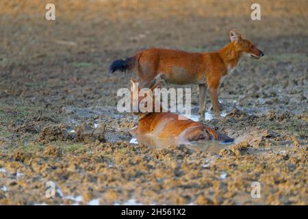 A pair of adult Dholes or Indian wild dogs (Cuon alpinus) at Tadoba Andhari tiger reserve, Maharashtra, India Stock Photo