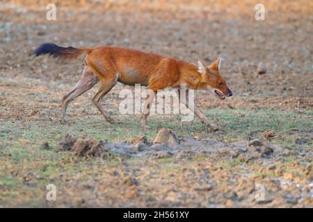 An adult Dhole or Indian wild dog (Cuon alpinus) at Tadoba Andhari tiger reserve, Maharashtra, India Stock Photo