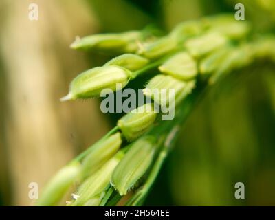 detailed photo of the seeds of the rice plant that are starting to grow and turn yellow Stock Photo