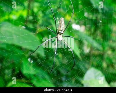 a spider in its web on a green leaf background Stock Photo