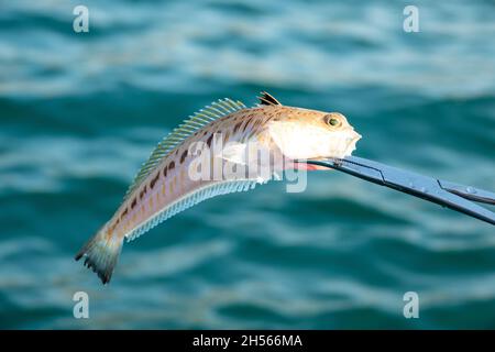 Greater weever Trachinus draco on sandy sea floor Stock Photo