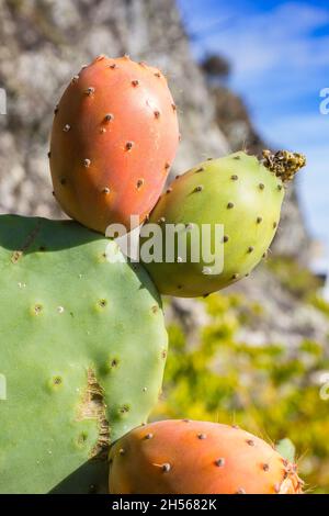 Prickly pear cactus (opuntia maxima) in carrying fruit in Marvao, Portugal Stock Photo