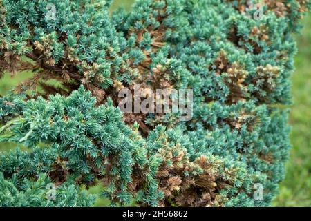 Chinese juniper Hetzi Glauca - Latin name - Juniperus chinensis Stock Photo