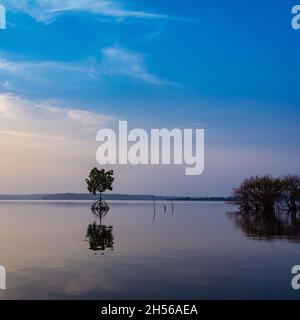 A lone tree reflected in the lake during sunrise Stock Photo