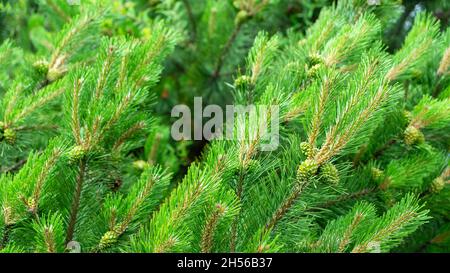 Bloomed mountain pine branches with young green cones close up. Background concept for New Year or Christmas card. Pine buds in the summer time. Green Stock Photo